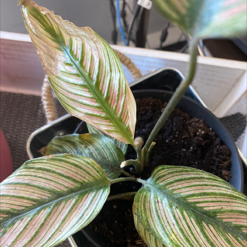 Pinstripe Calathea plant photo by @apb0168 named Sleepy on Greg, the plant care app.