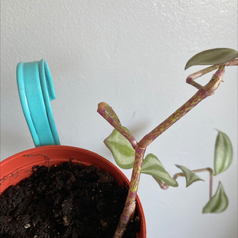 Spiderwort plant photo by @apb0168 named Out of control on Greg, the plant care app.