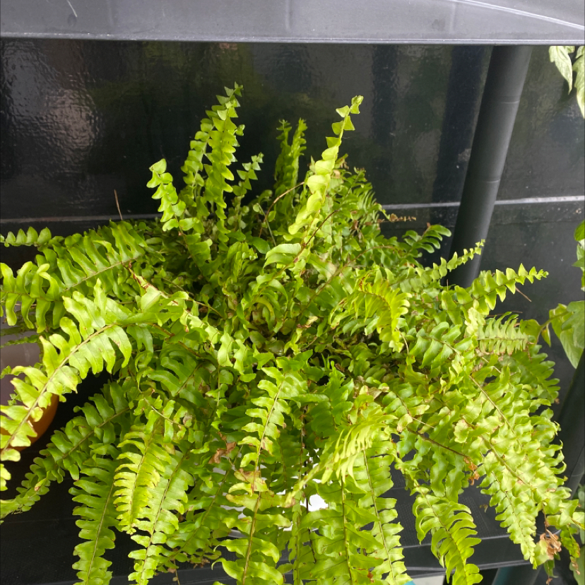 Boston Fern plant photo by @apb0168 named Ferny on Greg, the plant care app.