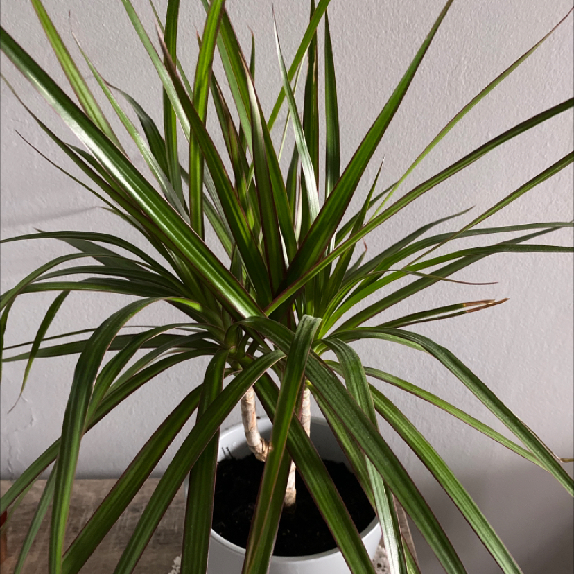 Dragon Tree plant photo by @apb0168 named Spike on Greg, the plant care app.