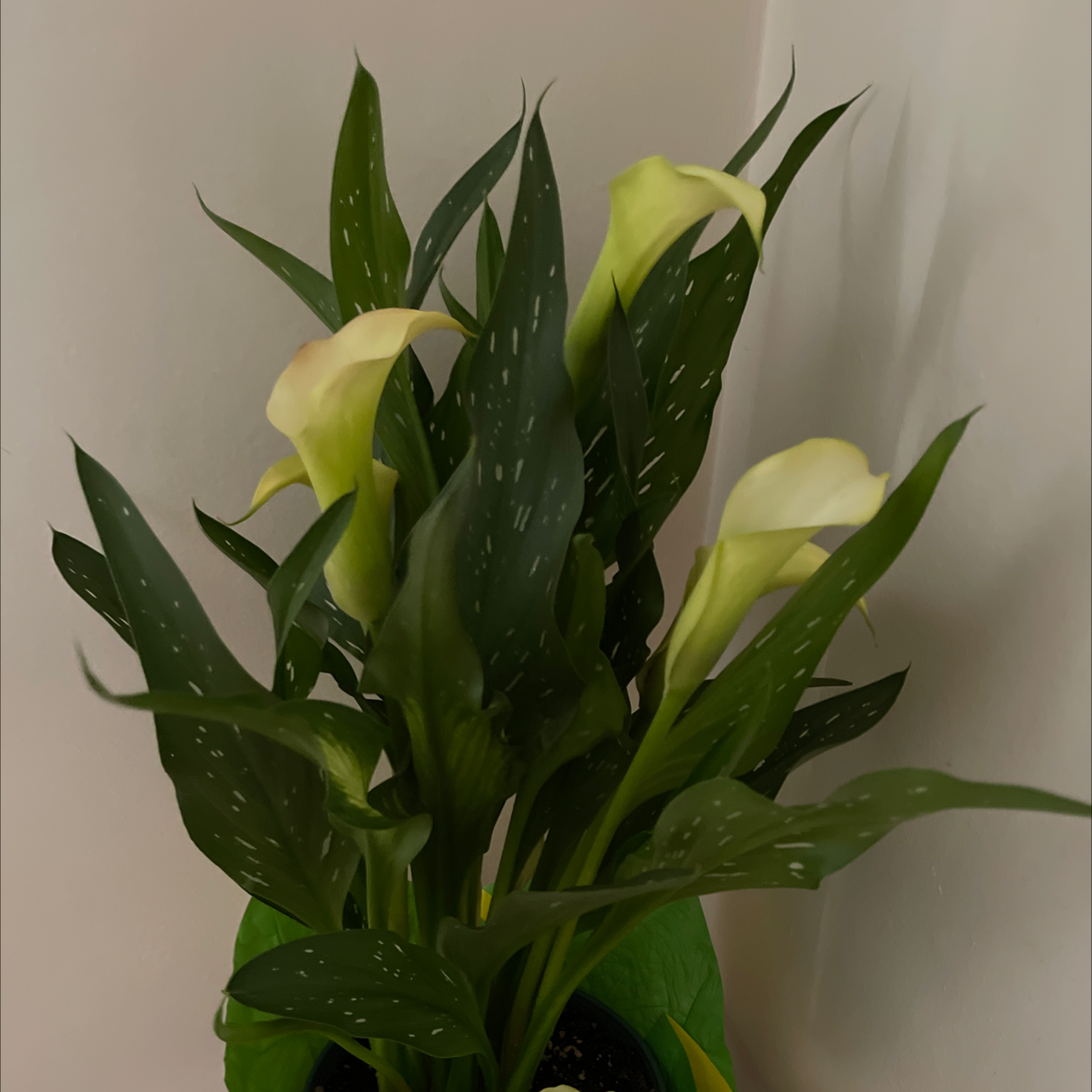 Photo of the plant species Calla Lily by Angela named Lili on Greg, the plant care app