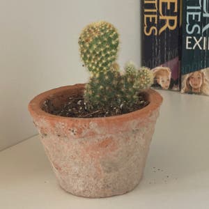 Bunny Ears Cactus plant photo by @helenamarie named Dex on Greg, the plant care app.