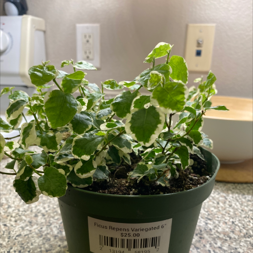 Healthy potted creeping fig plant with green leaves growing upward in a black nursery pot filled with soil on a countertop.