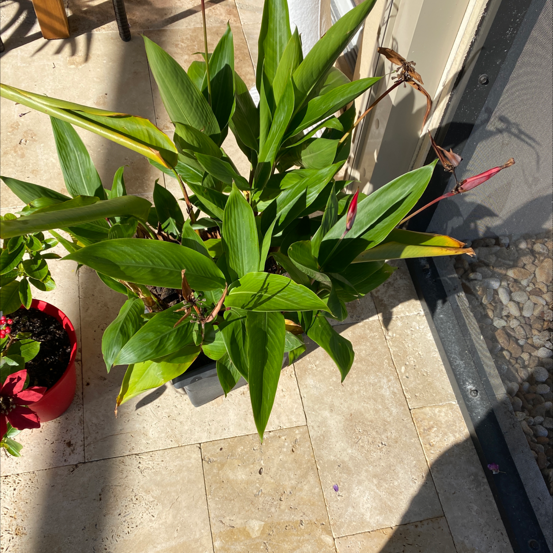 Photo of the plant species bush allamanda by Patricia named Naomi on Greg, the plant care app