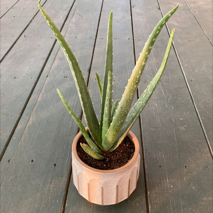 Aloe vera plant photo by @Eliza.cole980 named Aloedin on Greg, the plant care app.