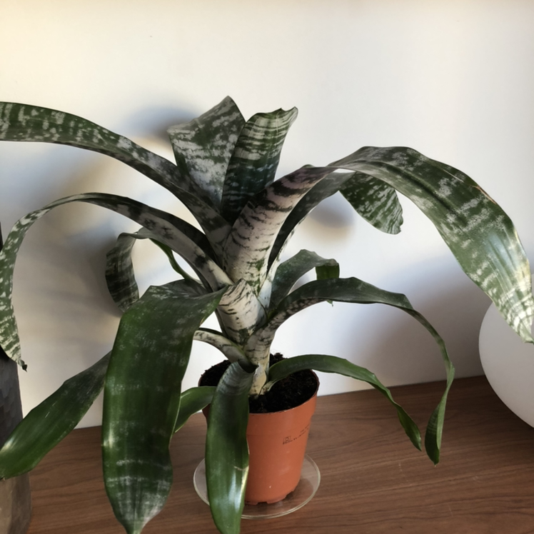 Urn Plant (Aechmea fasciata) in a small pot with healthy green leaves and white banding.