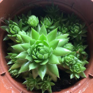 Hens and Chicks plant in Somewhere on Earth