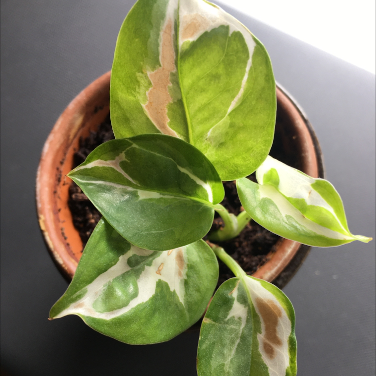 Taro Vine plant photo by @Grade named Joseph on Greg, the plant care app.