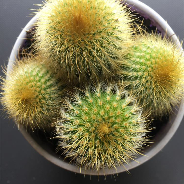 Golden Barrel Cactus plant photo by @Grade named Jeremiah on Greg, the plant care app.