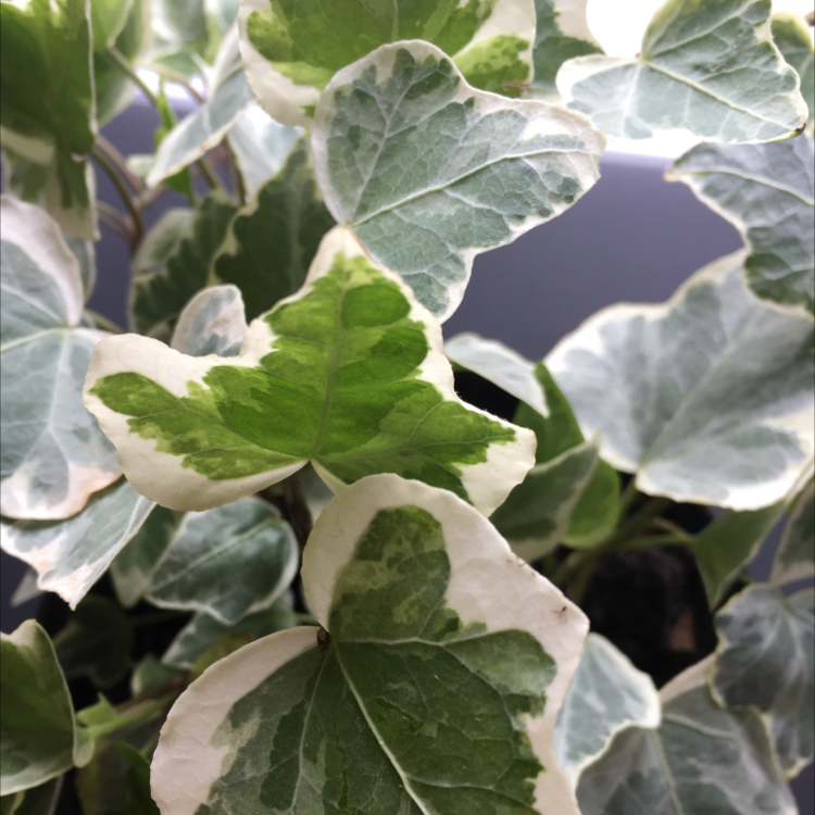 English Ivy plant photo by @Grade named Linda Schwartz on Greg, the plant care app.