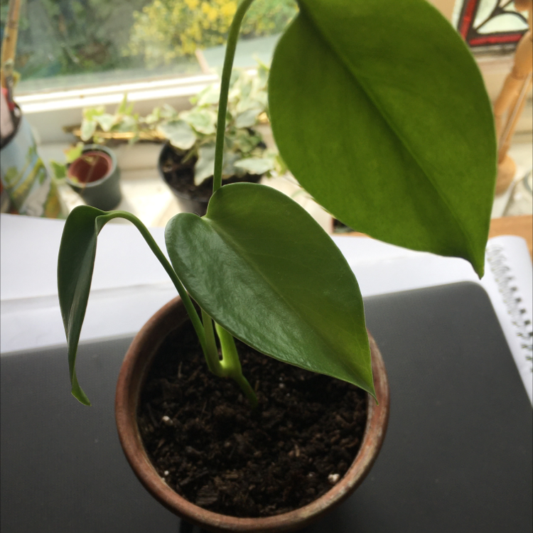 Monstera plant photo by @Grade named Agnes on Greg, the plant care app.