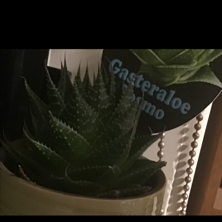 Photo of the plant species Gasteraloe 'Cosmo' by K named Remington on Greg, the plant care app