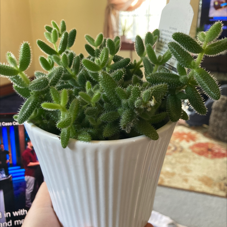 Healthy Pickle Plant in a white pot, held by a hand.