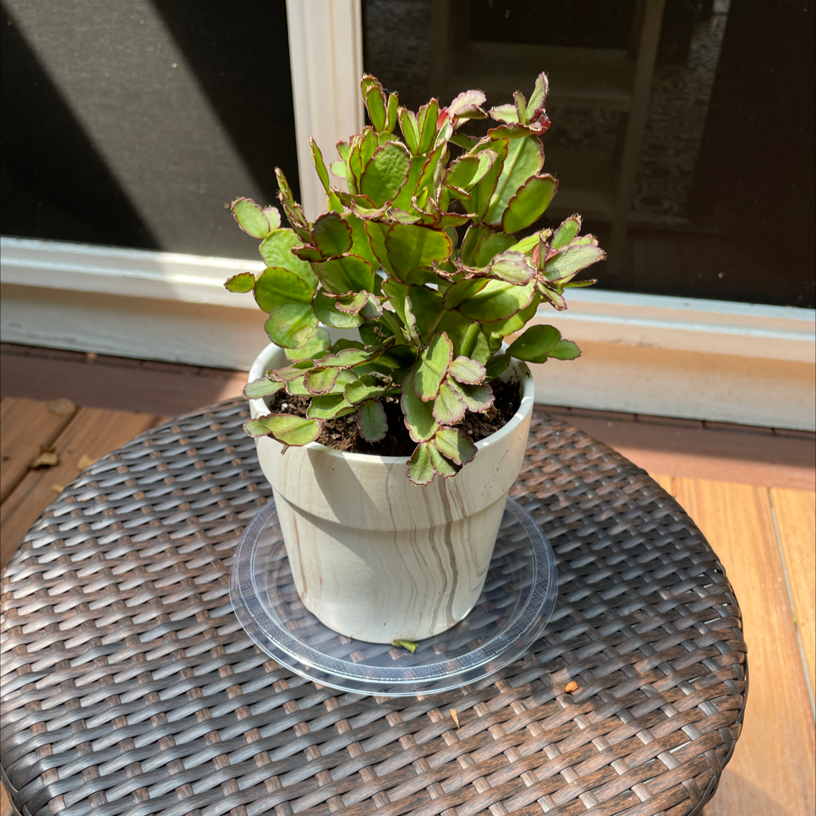 Potted true Christmas Cactus on a wicker table with healthy green leaves.