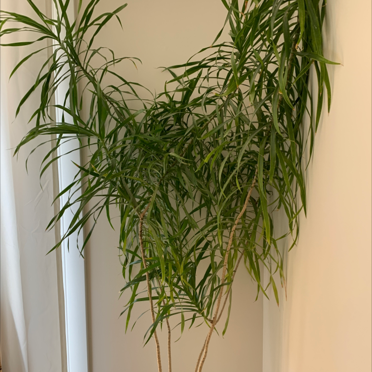 Dragon Tree plant photo by Jenn named Grandma on Greg, the plant care app.