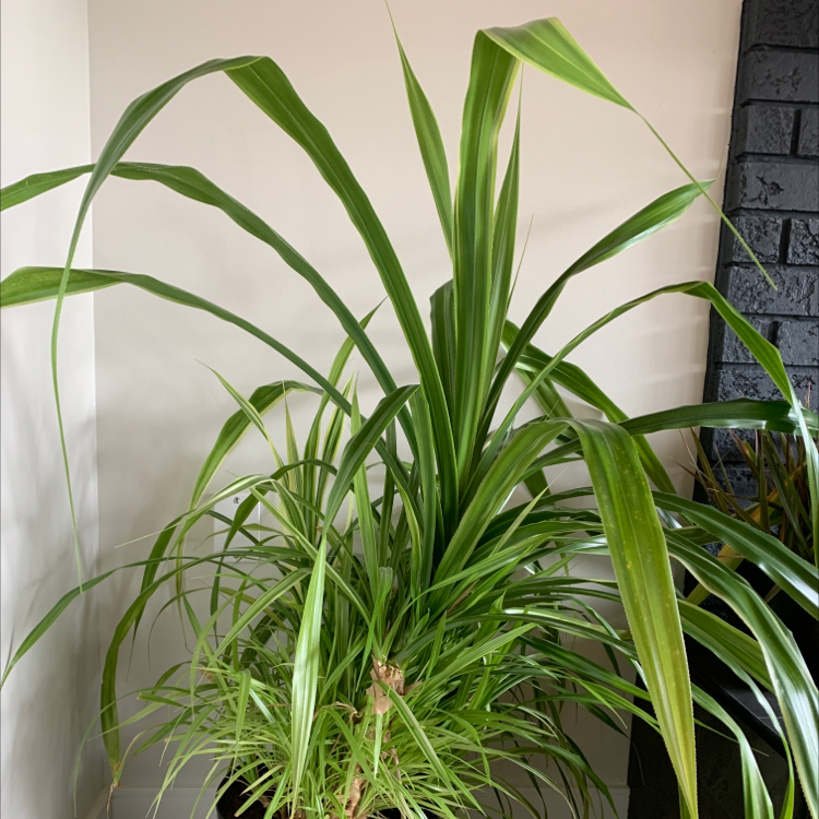 Photo of the plant species smooth leaf sotol by Jenn named Sharpe on Greg, the plant care app