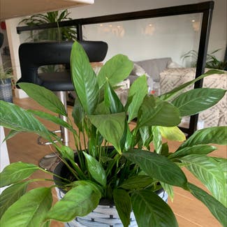 Peace Lily plant in Ajax, Ontario