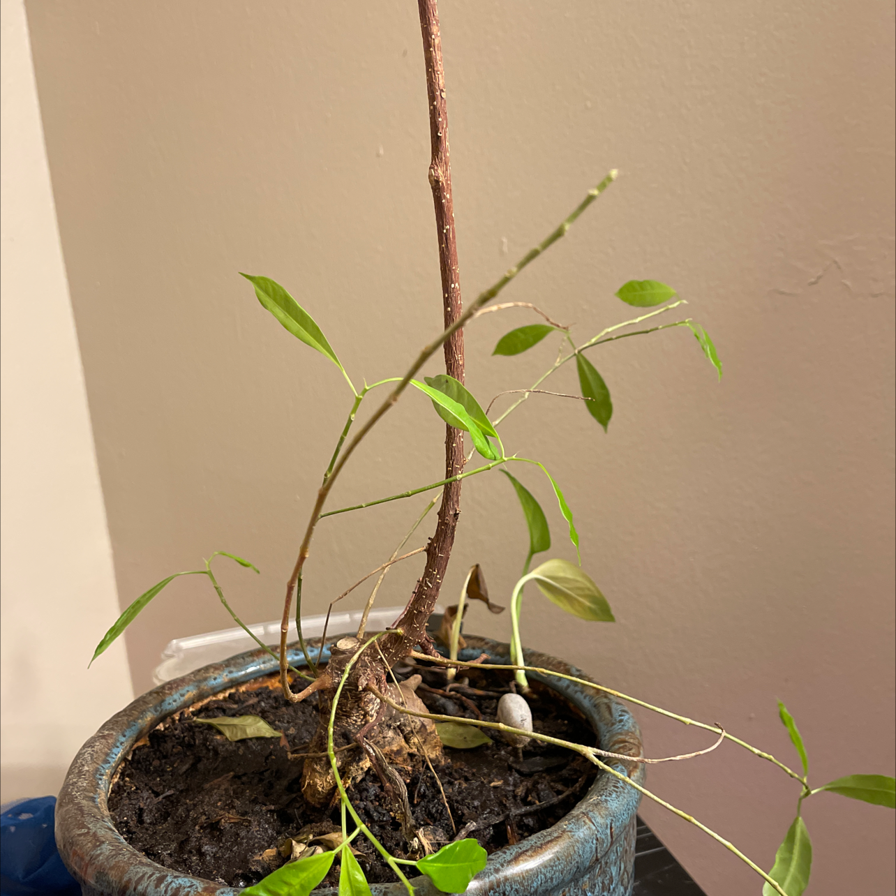 Potted Lucky Bean Tree with sparse green leaves and visible soil.