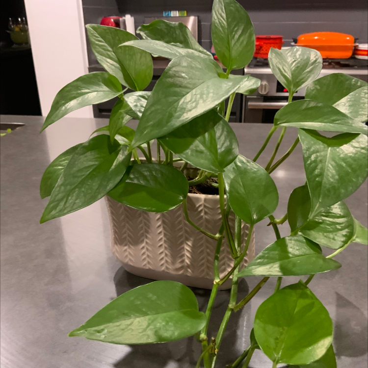 Taro Vine plant photo by @olivewindsor named Johnson on Greg, the plant care app.