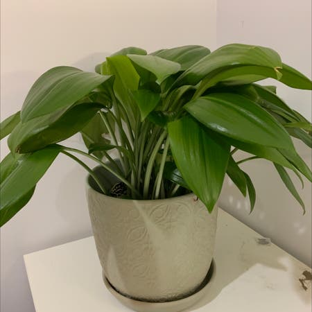 Photo of the plant species Green Supreme by Olivewindsor named Barbara on Greg, the plant care app