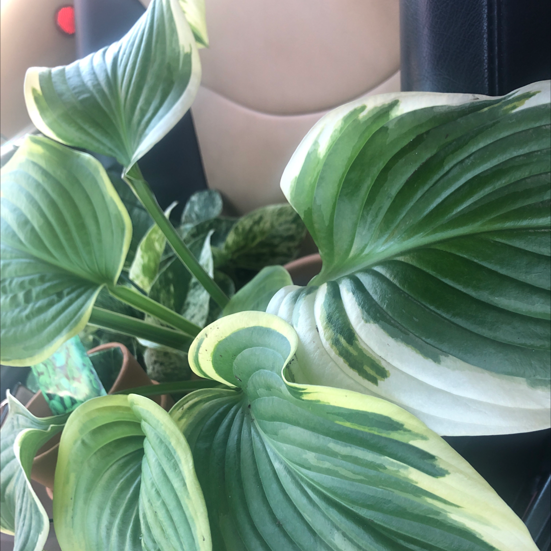 Healthy Siebold's Plantain Lily with vibrant green and white variegated leaves.
