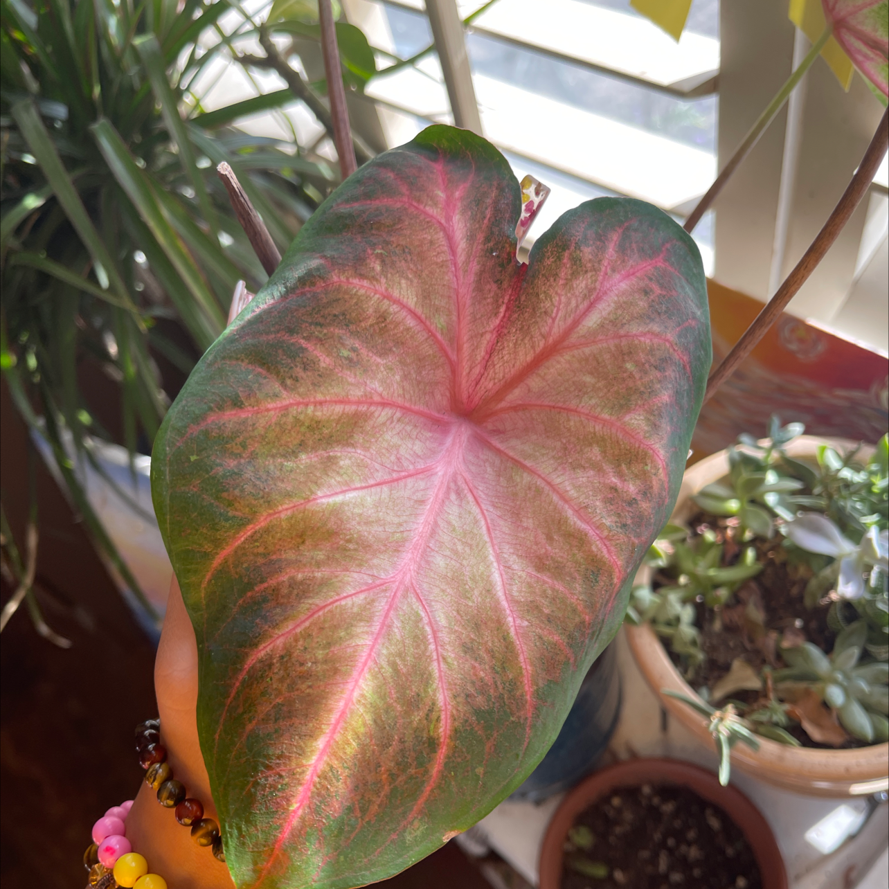 Close-up of a large, healthy Caladium leaf with striking pink and green variegation. Houseplants visible in background.