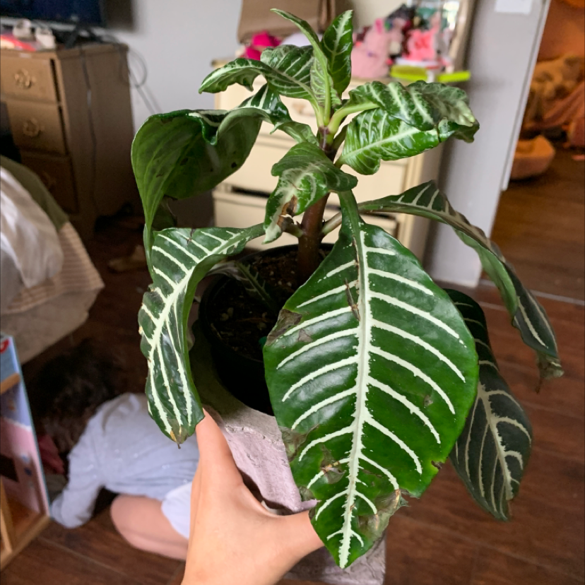 Zebra Plant plant photo by @valllpal named Zeus on Greg, the plant care app.
