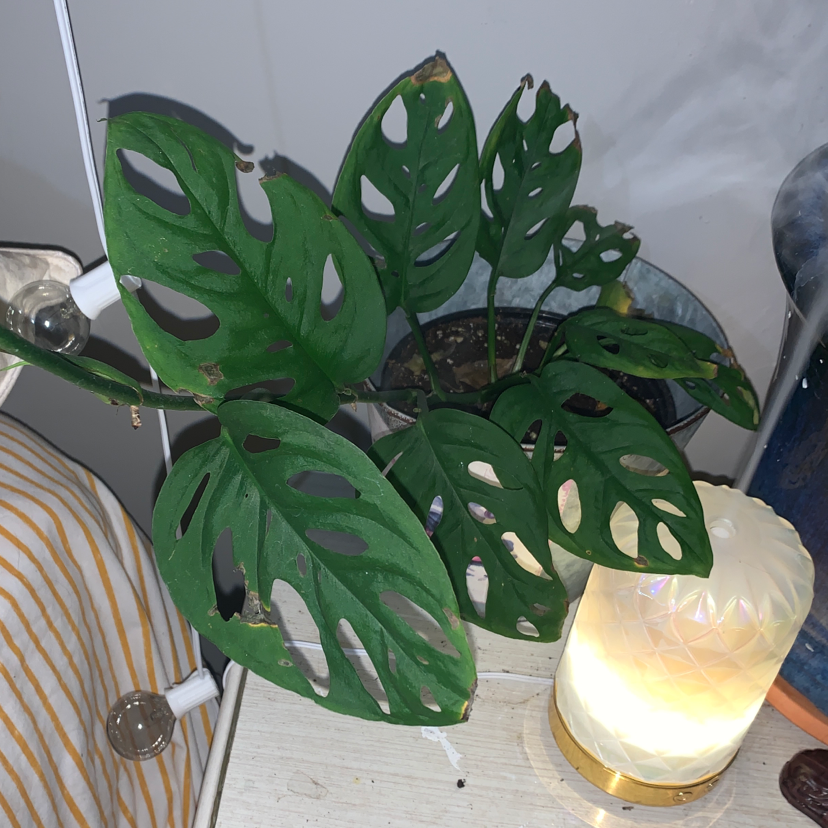 Swiss Cheese Vine plant photo by @valllpal named Cheese on Greg, the plant care app.