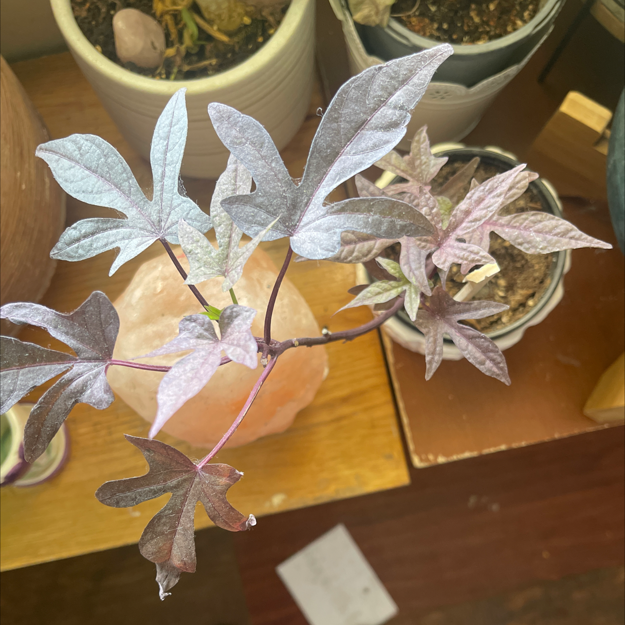 A variegated sweet potato vine plant with purple, pink and green leaves in a small pot, on a wooden surface.