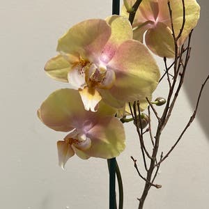 Phalaenopsis Orchid plant photo by @Cyrilcuba named Elina on Greg, the plant care app.