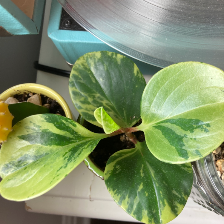 Marble Peperomia plant with variegated leaves in a pot, well-framed and in focus.