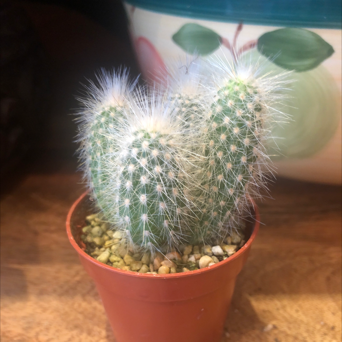Image of a healthy Silver Torch Cactus in a small pot with visible soil.
