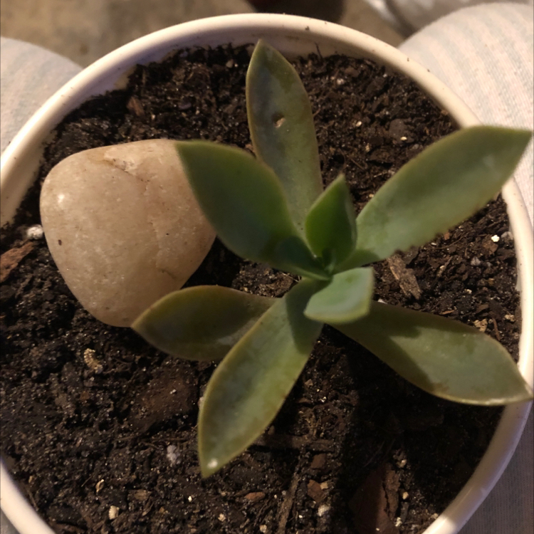 Graptoveria 'Fred Ives' succulent in a pot with soil and a stone.