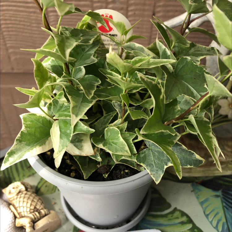 English Ivy plant photo by Laura named Ivy on Greg, the plant care app.