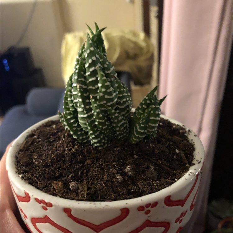 Photo of the plant species Haworthiopsis coarctata by Laura named Remington on Greg, the plant care app