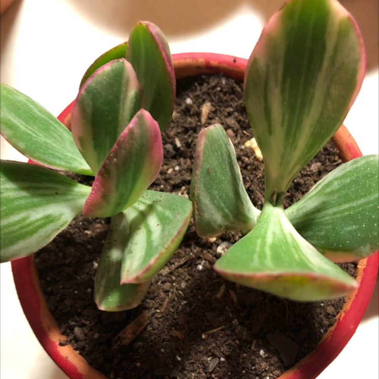 Variegated jade plant in a small pot with visible soil and healthy green and white leaves.