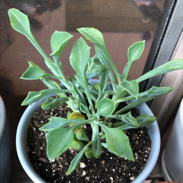 Photo of the plant species Elk Antlers by Laura named Eliza on Greg, the plant care app