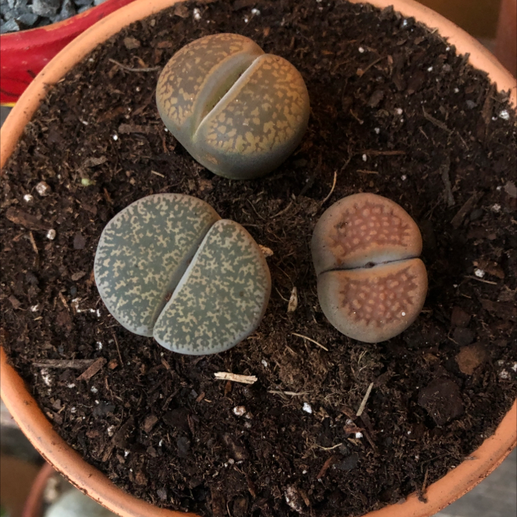 Photo of the plant species Rubra Lithops by Laura named Three Amigos on Greg, the plant care app