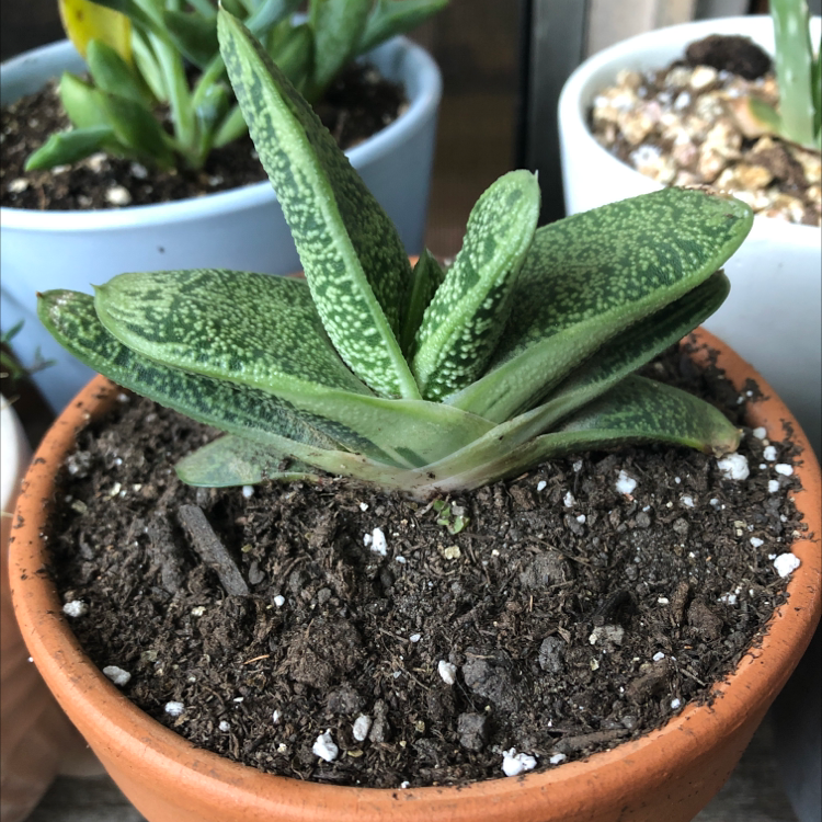 Ox Tongue plant photo by Laura named Sophia on Greg, the plant care app.