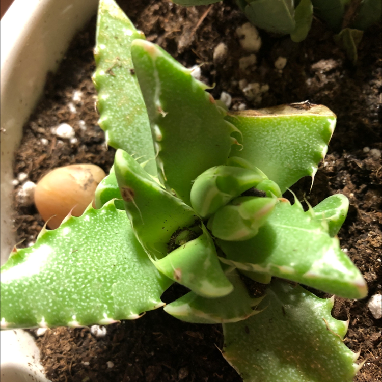 Tiger's Jaw plant with green leaves, minor discoloration, and visible soil.