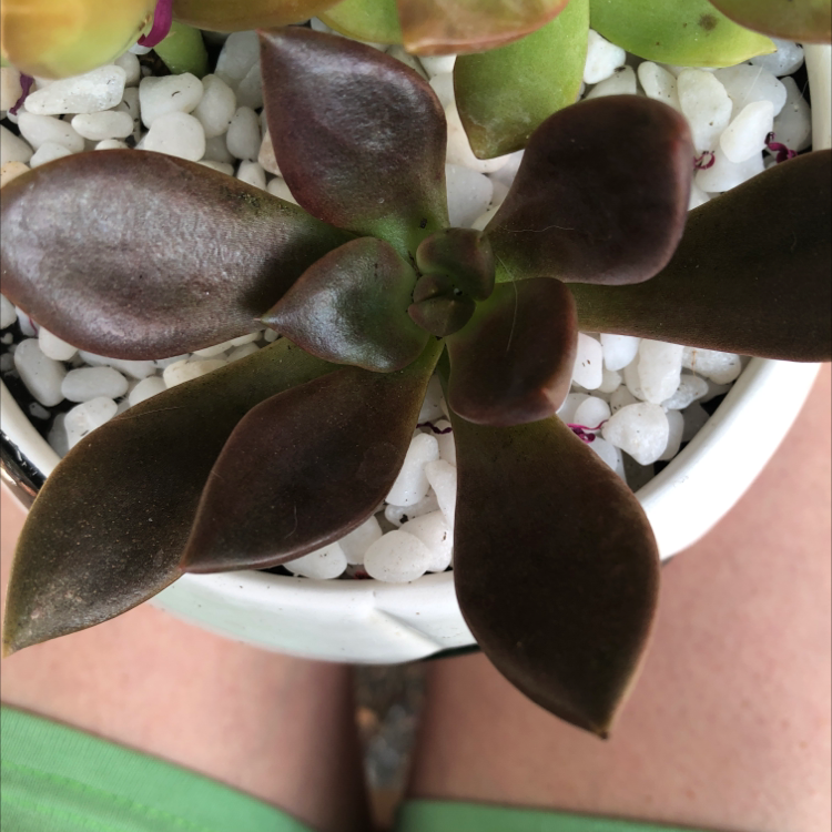 Echeveria 'Licorice' succulent in a pot with white pebbles, showing dark, healthy leaves.