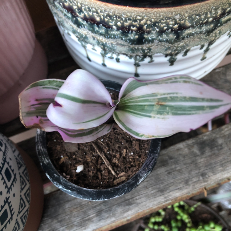 Spiderwort plant photo by Laura named Keanu Leaves on Greg, the plant care app.
