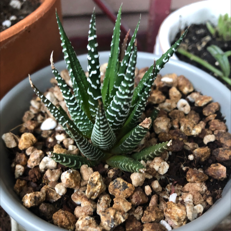 Photo of the plant species Zebra Plant by Laura named Nemo on Greg, the plant care app