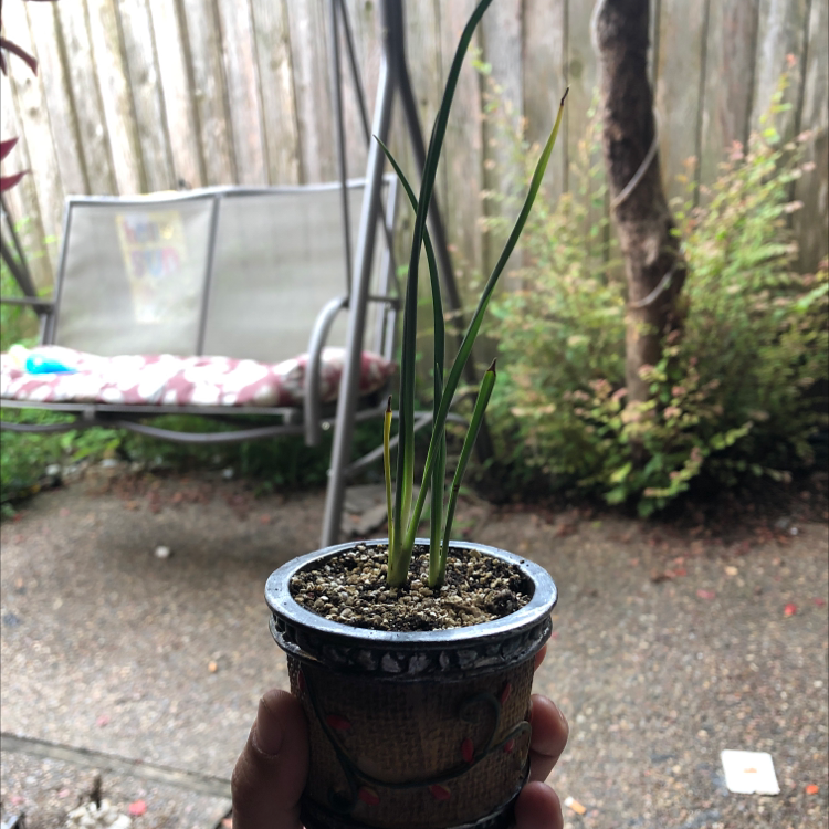 Engelmann's false yucca plant photo by Laura named Gwendolyn on Greg, the plant care app.