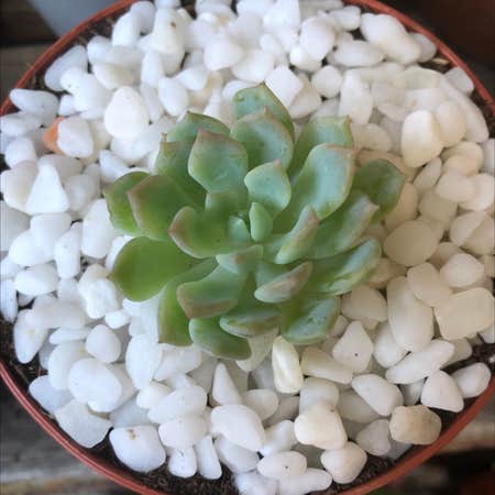 Photo of the plant species Prolific Echeveria by Laura named Sonora on Greg, the plant care app