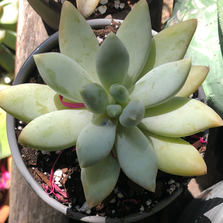 Pachyphytum 'Moon Silver' succulent in a pot with some yellowing leaves.