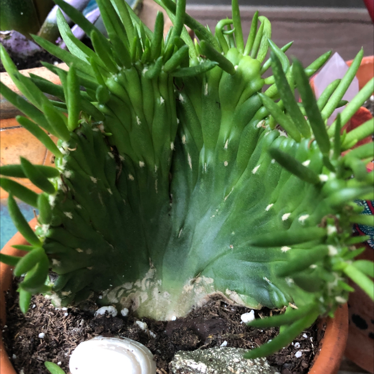 Eve's Needle Cactus plant photo by Laura named Scarlett on Greg, the plant care app.