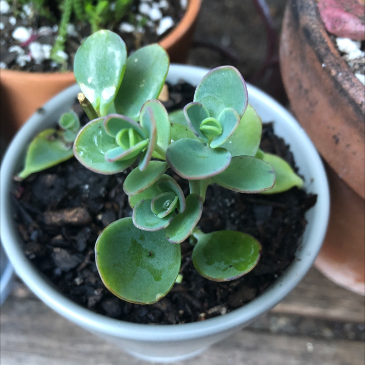 Marnier's Kalanchoe in a white pot with visible soil, healthy green leaves.