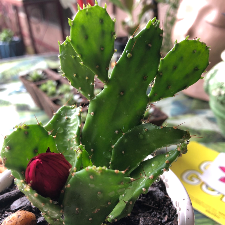 Brazilian Pricklypear cactus with green pads and a red flower bud.