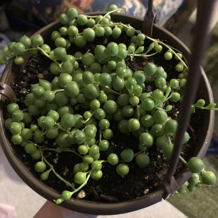String of Pearls plant photo by Laura named Betty on Greg, the plant care app.
